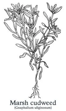 Marsh cudweed. Vector hand drawn plant. Vintage medicinal plant sketch. Stock Illustration