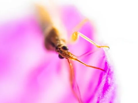 Marsh Damsel Bug, Close up insect sitting on a pink purple flower. Macro. D.. Stock Photos