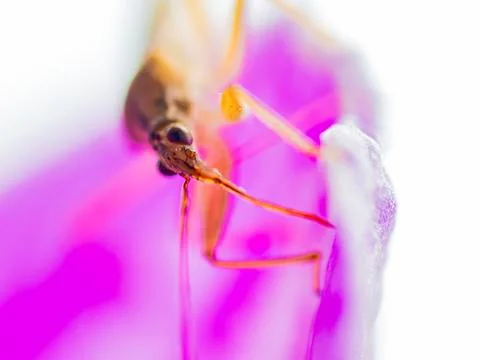 Marsh Damsel Bug, Close up insect sitting on a pink purple flower. Macro. D.. Stock Photos