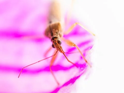 Marsh Damsel Bug, Close up insect sitting on a pink purple flower. Macro. D.. Stock Photos