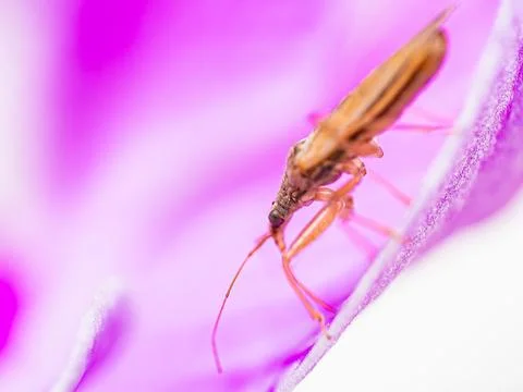 Marsh Damsel Bug, Close up insect sitting on a pink purple flower. Macro. D.. Stock Photos