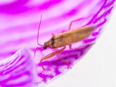 Marsh Damsel Bug, Close up insect sitting on a pink purple flower. Macro. D.. Stock Photos