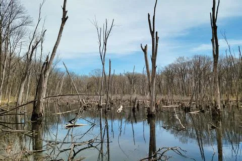Marsh with Dead Trees Stock Photos