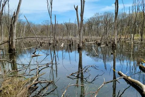 Marsh with Dead Trees Stock Photos