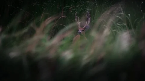 Marsh deer (Blastocerus dichotomus) between reed Stock-Footage 72794251