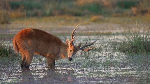 Marsh Deer Blastocerus dichotomus Feeding in Shallow Wetland at Sunset Vidéo 342001145