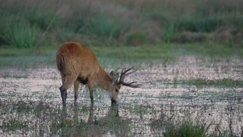 Marsh Deer (Blastocerus dichotomus) Grazing in Shallow Wetland, Argentina Vidéo 342030937