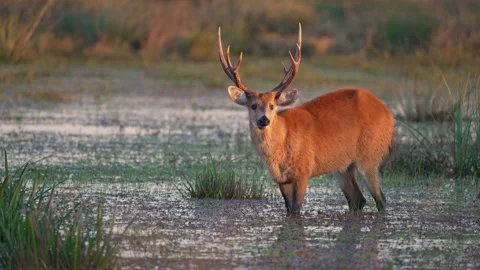 Marsh Deer Blastocerus dichotomus Standing in Shallow Wetland at Sunset Vidéo 340855709