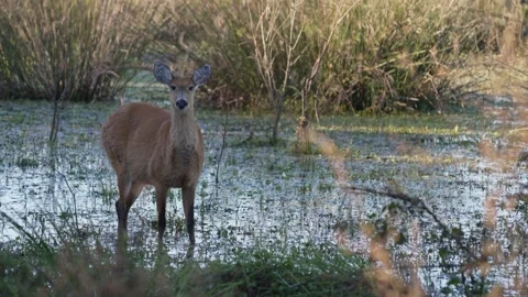Marsh Deer Blastocerus dichotomus Standing Alert in Wetland in Argentina Vidéo 341386994