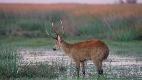 Marsh Deer Blastocerus dichotomus Standing in Shallow Wetland at Sunset Vidéo 341406564
