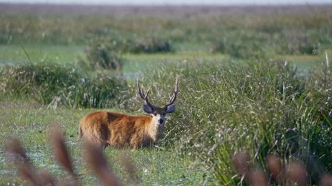 Marsh Deer Blastocerus dichotomus Standing in Wetland Grassland, Argentina Vidéo 341406717
