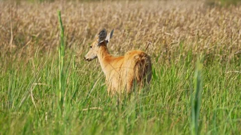 Marsh deer grazing and walking through dense grass, ears perked up Stock Footage 303496623