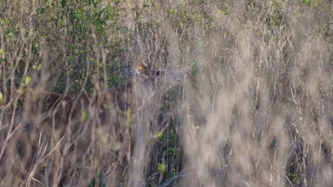 Marsh Deer Hidden in Tall Grassland Vegetation in Argentina Vídeo Stock 340864059
