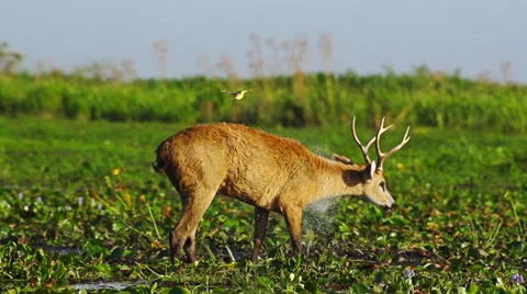 Marsh deer shaking Stock-Footage 36206425