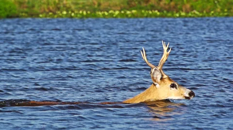 Marsh deer swimming Stock Footage 36212165