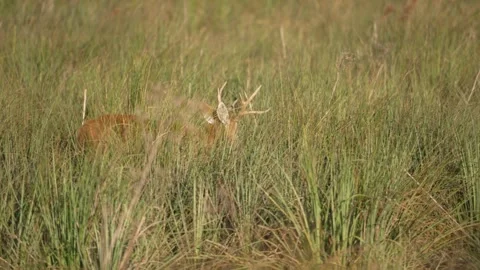 Marsh Deer Walking Through The Grassland. - wide shot Stock Footage 313663133