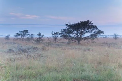 Marsh with dry trees in spring Stock Photos