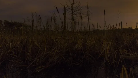 Marsh at Dusk, cat o nine tails, 4k Timelapse, Winter, Fast Clouds Stock Footage 89898816