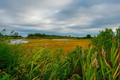 Marsh with Egret Stock Photos