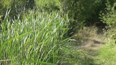 Marsh flora swaying in the wind Vídeo Stock 83492775