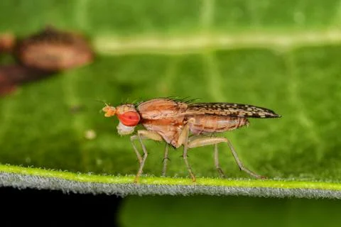 Marsh Fly on Green Leaf Macro Photography Stock Photos