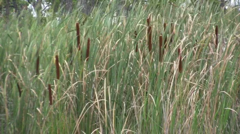 Marsh Video stock 482236