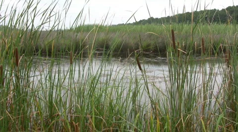 Marsh Video stock 482253