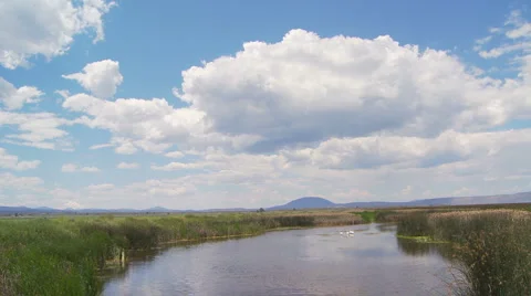 Marsh Video stock 934504