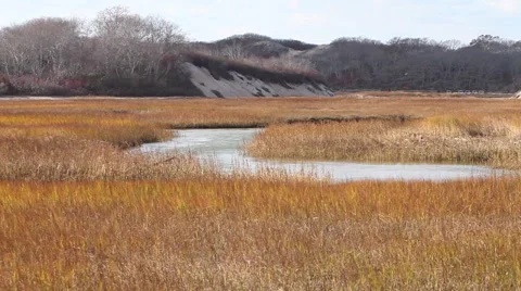 Marsh Stock Footage 46462772