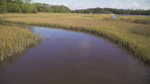 Marsh Video stock 81910297