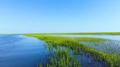 Marsh Stock Footage 135987117