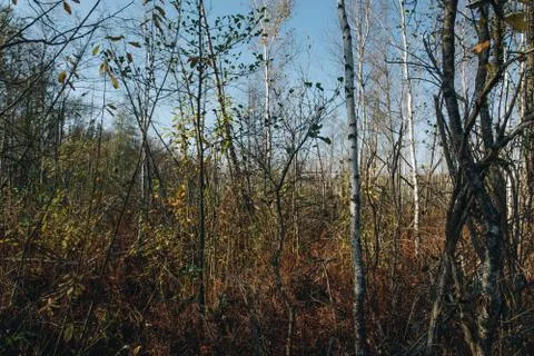 Marsh in a forest with birch trees Stock Photos