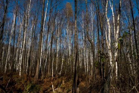 Marsh in a forest with birch trees Stock Photos