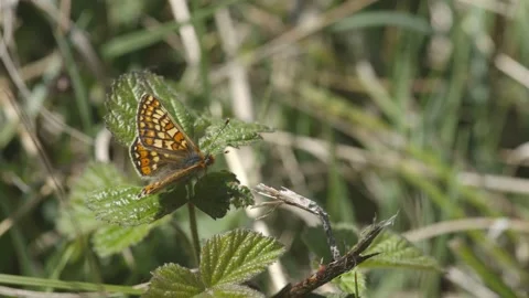 MARSH FRITILLARY BUTTERFLY 4K Stock Footage 130406213