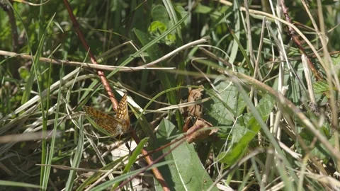 MARSH FRITILLARY BUTTERFLY 4K Stock Footage 130407050