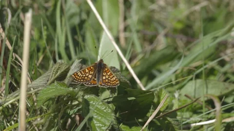 MARSH FRITILLARY BUTTERFLY 4K Stock Footage 130408718