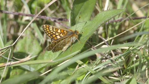 MARSH FRITILLARY BUTTERFLY 4K Stock Footage 130427975