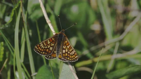 MARSH FRITILLARY BUTTERFLY 4K Stock Footage 130428247