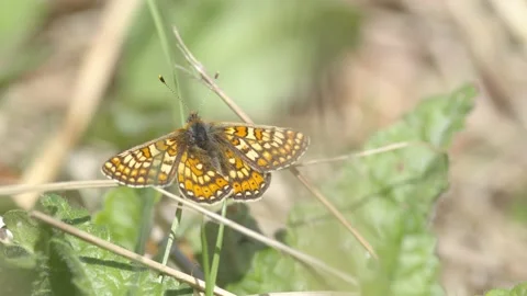 MARSH FRITILLARY BUTTERFLY 4K Stock Footage 130428602