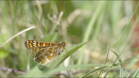 MARSH FRITILLARY BUTTERFLY 4K Stock Footage 130428875