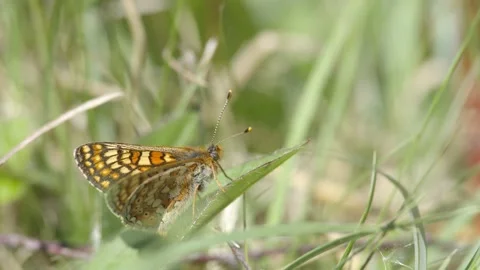 MARSH FRITILLARY BUTTERFLY 4K Stock Footage 130429451