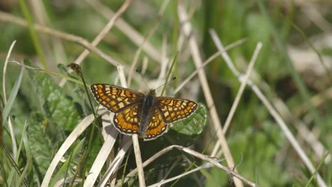 MARSH FRITILLARY BUTTERFLY 4K Stock Footage 130429889