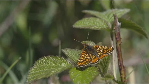 MARSH FRITILLARY BUTTERFLY 4K Stock Footage 130430053