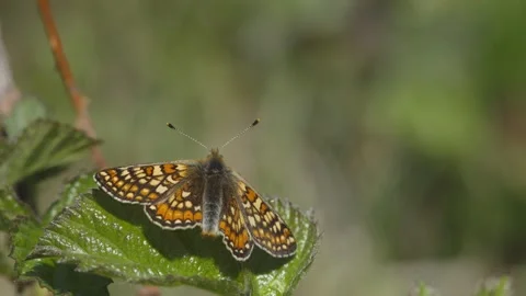 MARSH FRITILLARY BUTTERFLY 4K Stock Footage 130432072