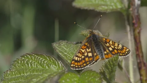 MARSH FRITILLARY BUTTERFLY 4K Stock Footage 130432274