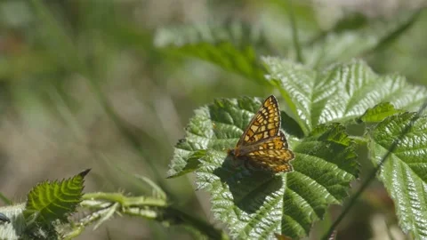 MARSH FRITILLARY BUTTERFLY 4K Stock Footage 130575129