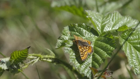 MARSH FRITILLARY BUTTERFLY 4K Stock Footage 130575136