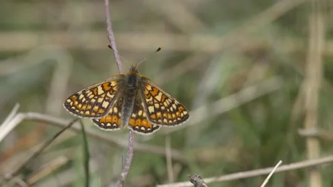 MARSH FRITILLARY BUTTERFLY 4K Stock Footage 130575230