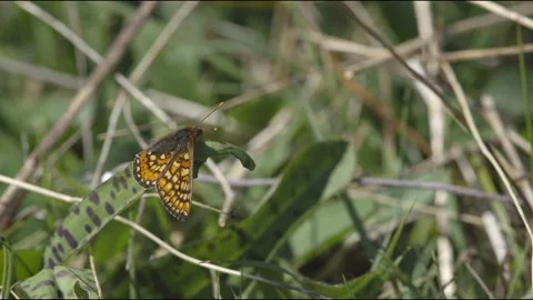 MARSH FRITILLARY BUTTERFLY Stock Footage 130407567