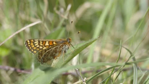 MARSH FRITILLARY BUTTERFLY Stock Footage 130429679